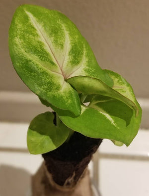 Syngonium Pink Allusion