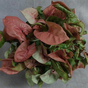 Syngonium Pink Allusion