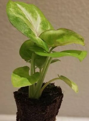 Syngonium Pink Allusion