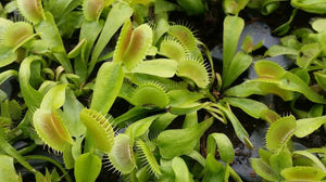 Venus FlyTrap "King Henry"