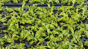 Venus FlyTrap "King Henry"