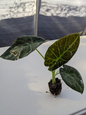 Alocasia Regal Shield