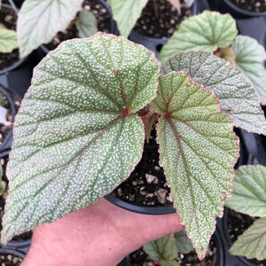 Angel Wing Begonia "Sinbad"