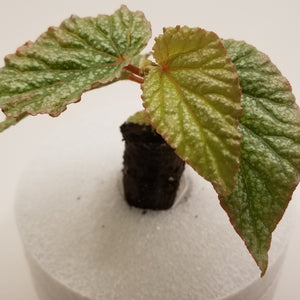Angel Wing Begonia "Frosty"