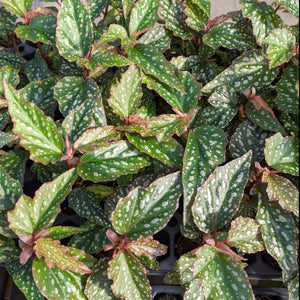 Angel Wing Begonia "Medora"