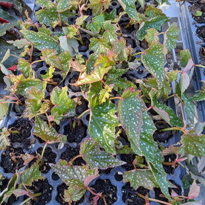 Angel Wing Begonia "My Special Angel"