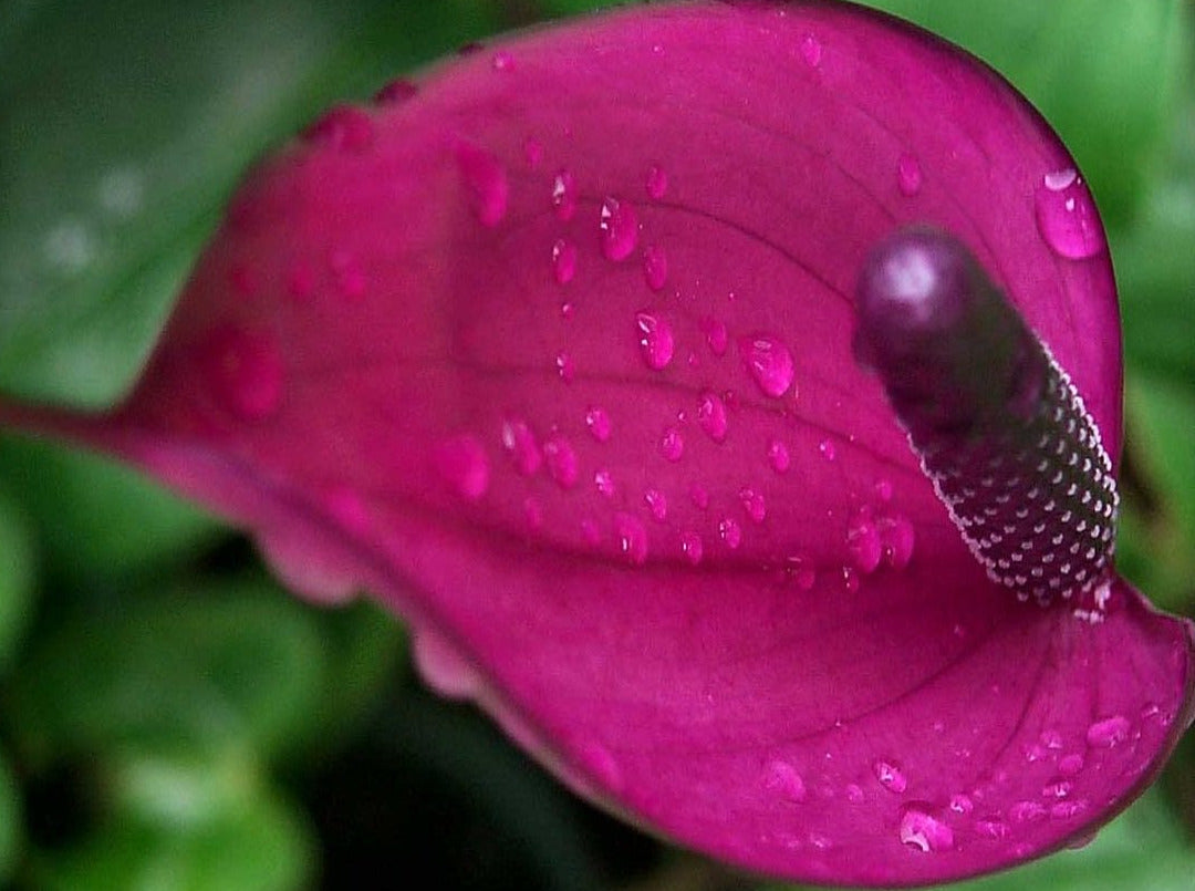 anthurium mov Anthurium Purple Heart