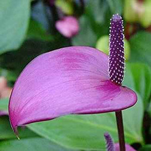 Anthurium Purple Heart