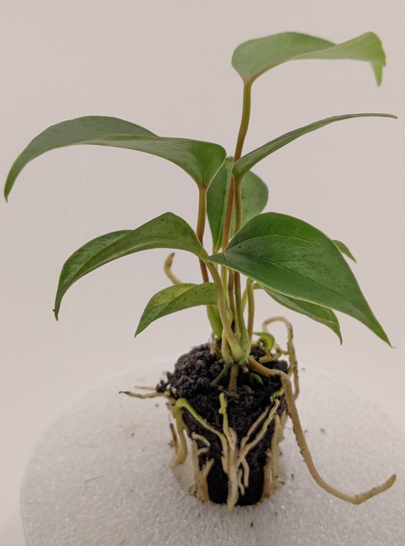 anthurium purple heart Anthurium Purple Heart