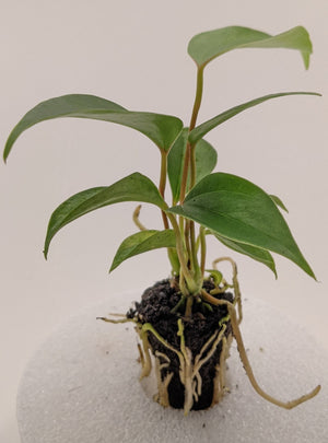 Anthurium Purple Heart