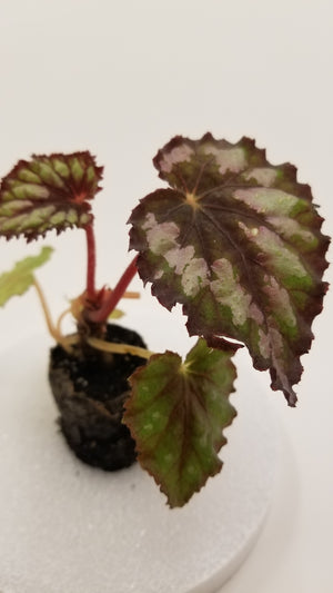 Begonia Rex "Plum Paisley"
