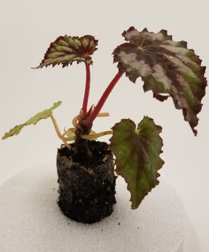 Begonia Rex "Plum Paisley"