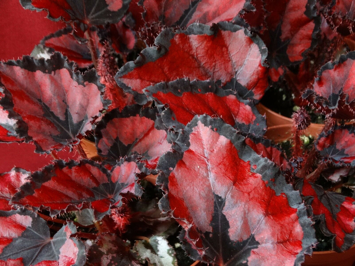 Begonia Rex "Red Robin"