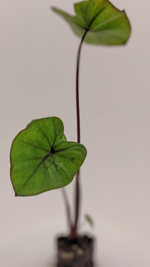 Colocasia Kona Coffee