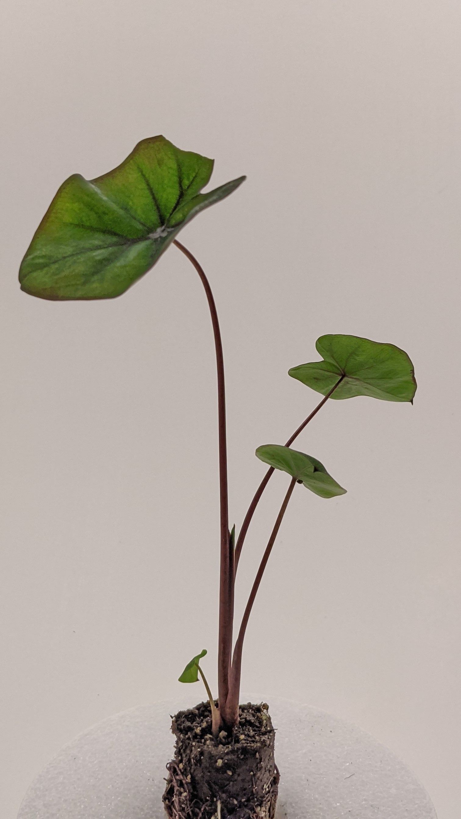kona elephant ear plant care Colocasia Kona Coffee