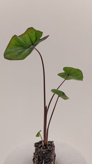 Colocasia Kona Coffee
