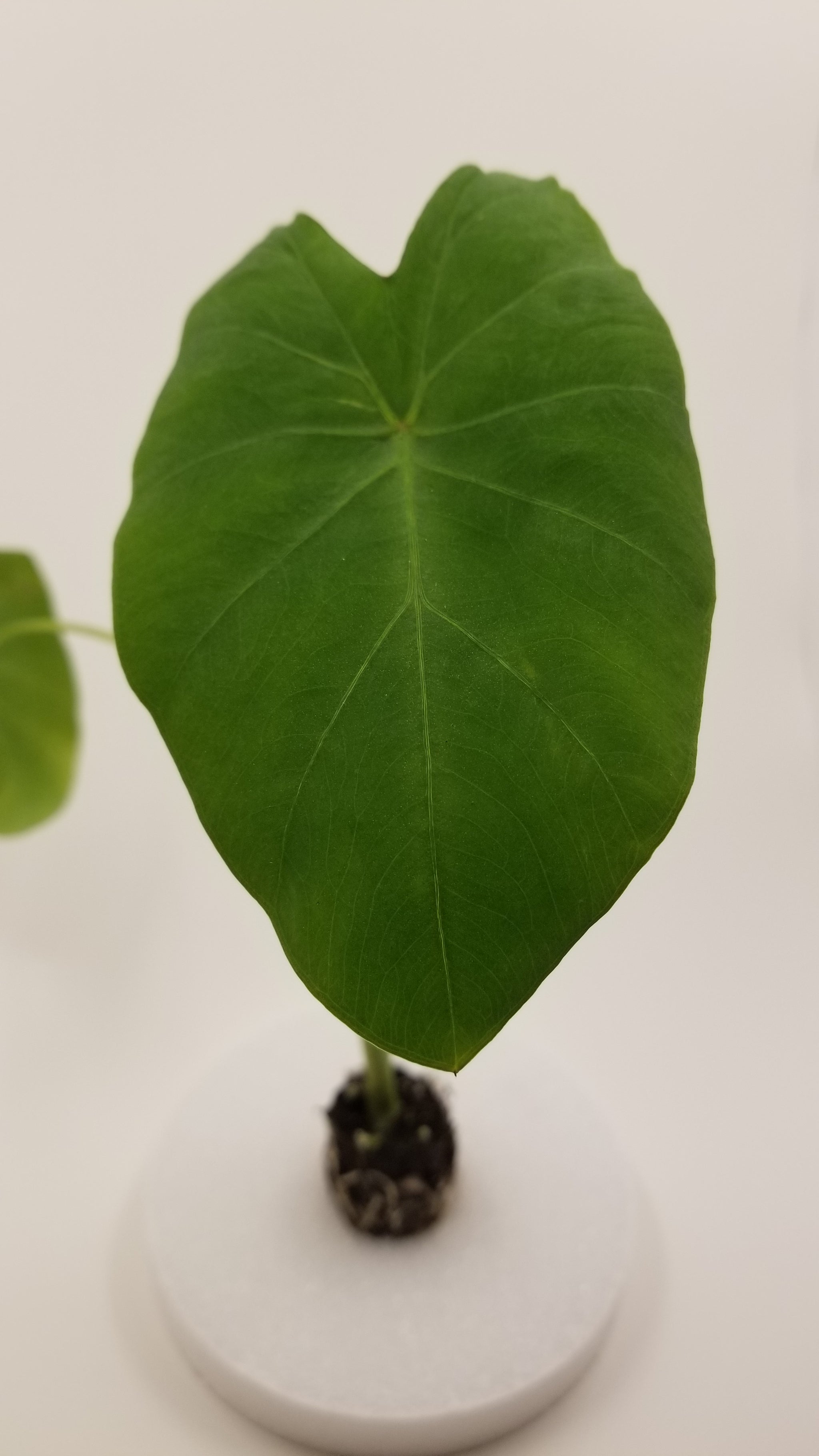 nancy an elephant ear plant Colocasia Nancy's Revenge