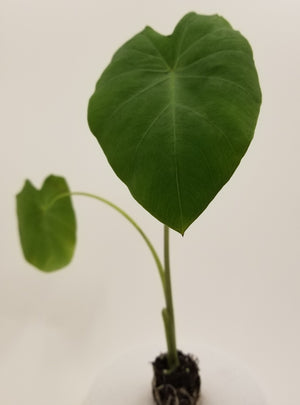 Colocasia Nancy's Revenge