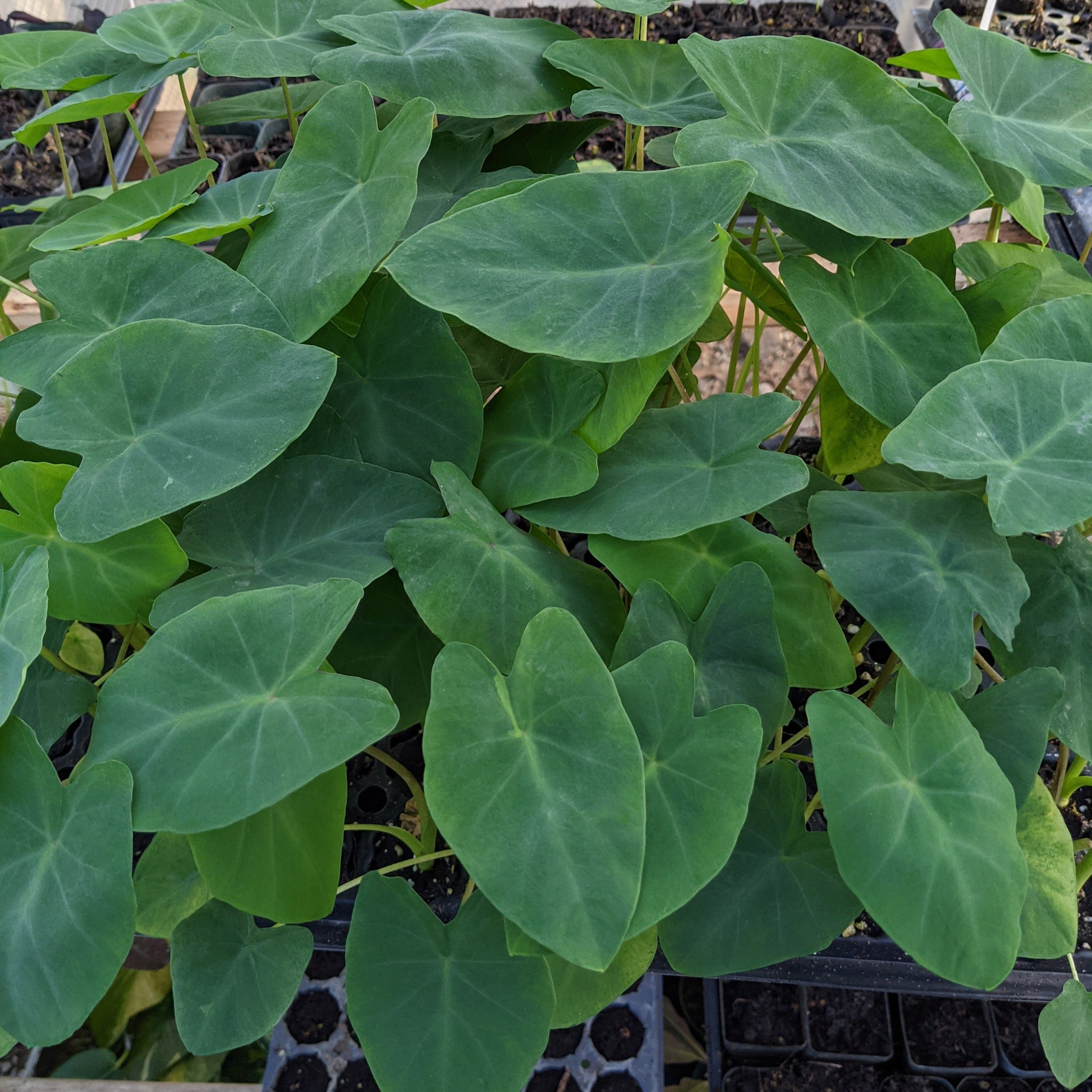 nancy an elephant ear plant Colocasia Nancy's Revenge