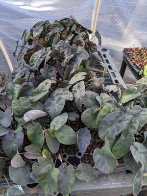 Colocasia Painted Black