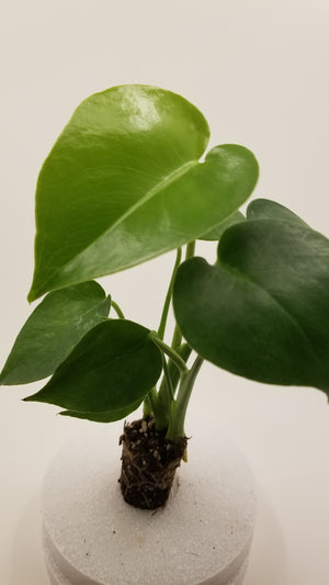 Monstera Deliciosa