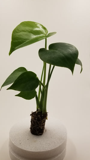 Monstera Deliciosa