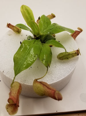 Nepenthes St. Gaya