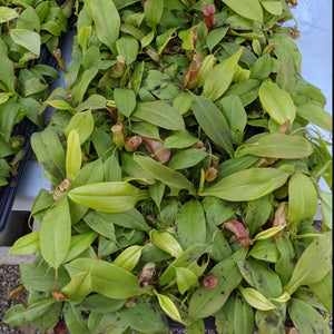 Nepenthes St. Gaya