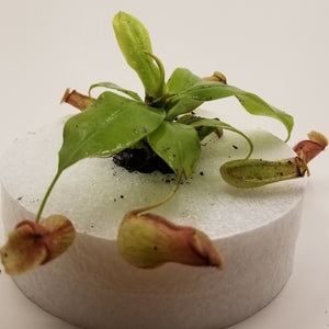 Nepenthes St. Gaya