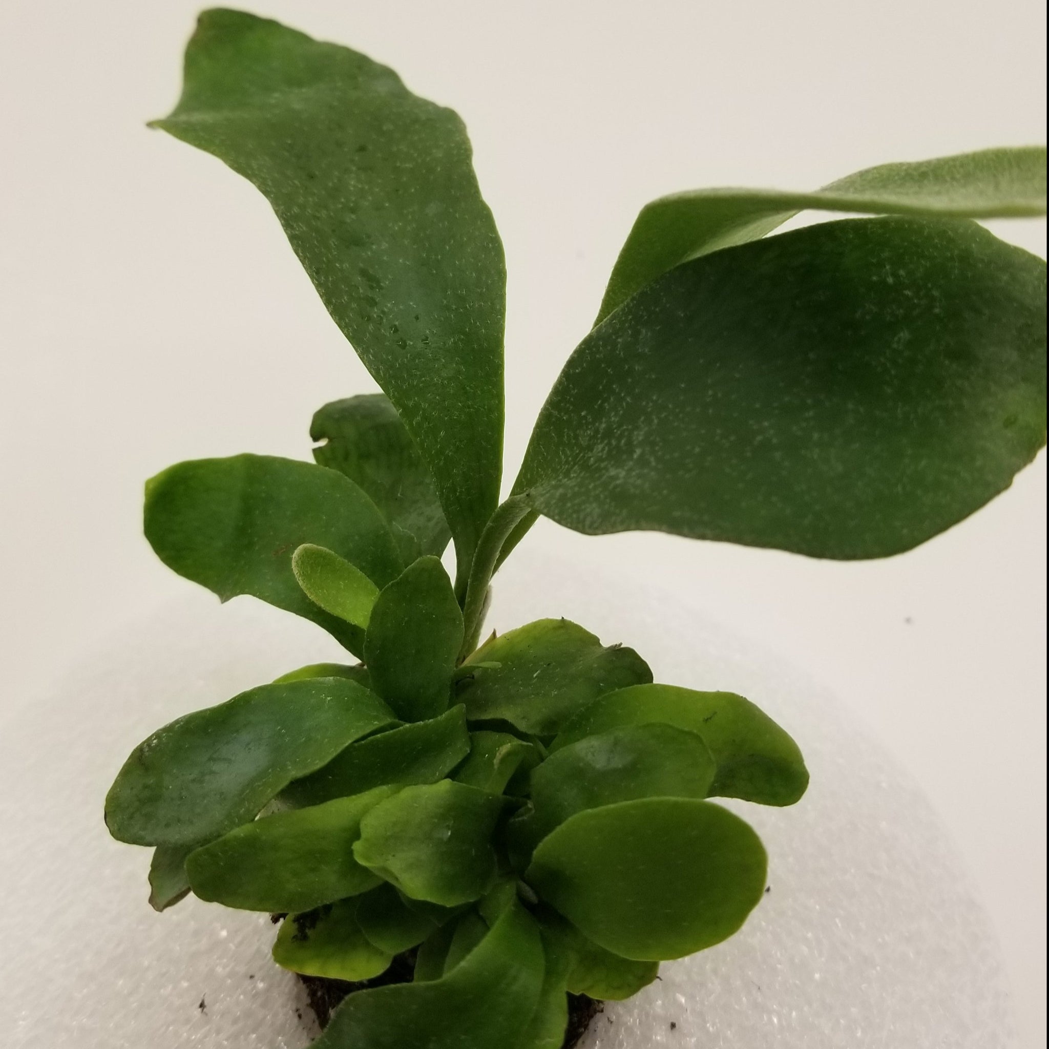 Platycerium Fern - Dutch Staghorn