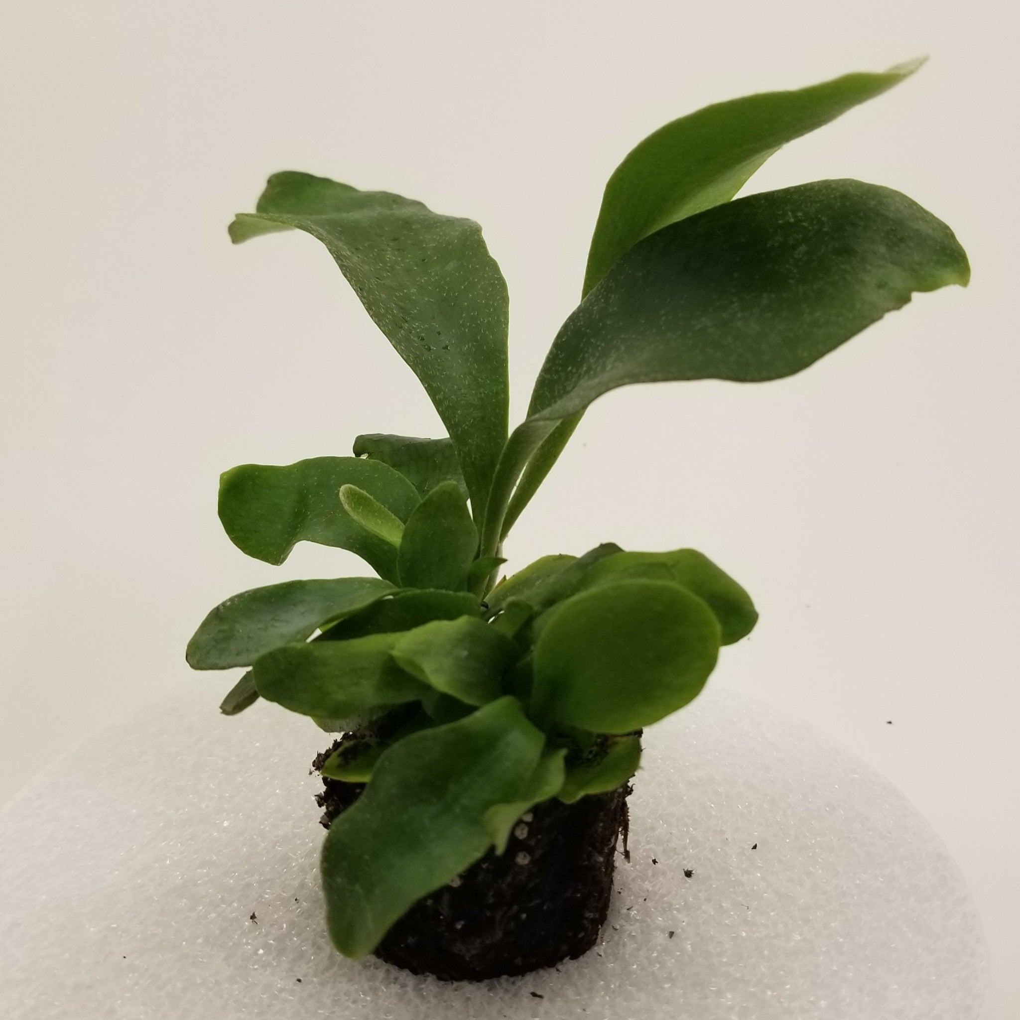 Platycerium Fern - Dutch Staghorn