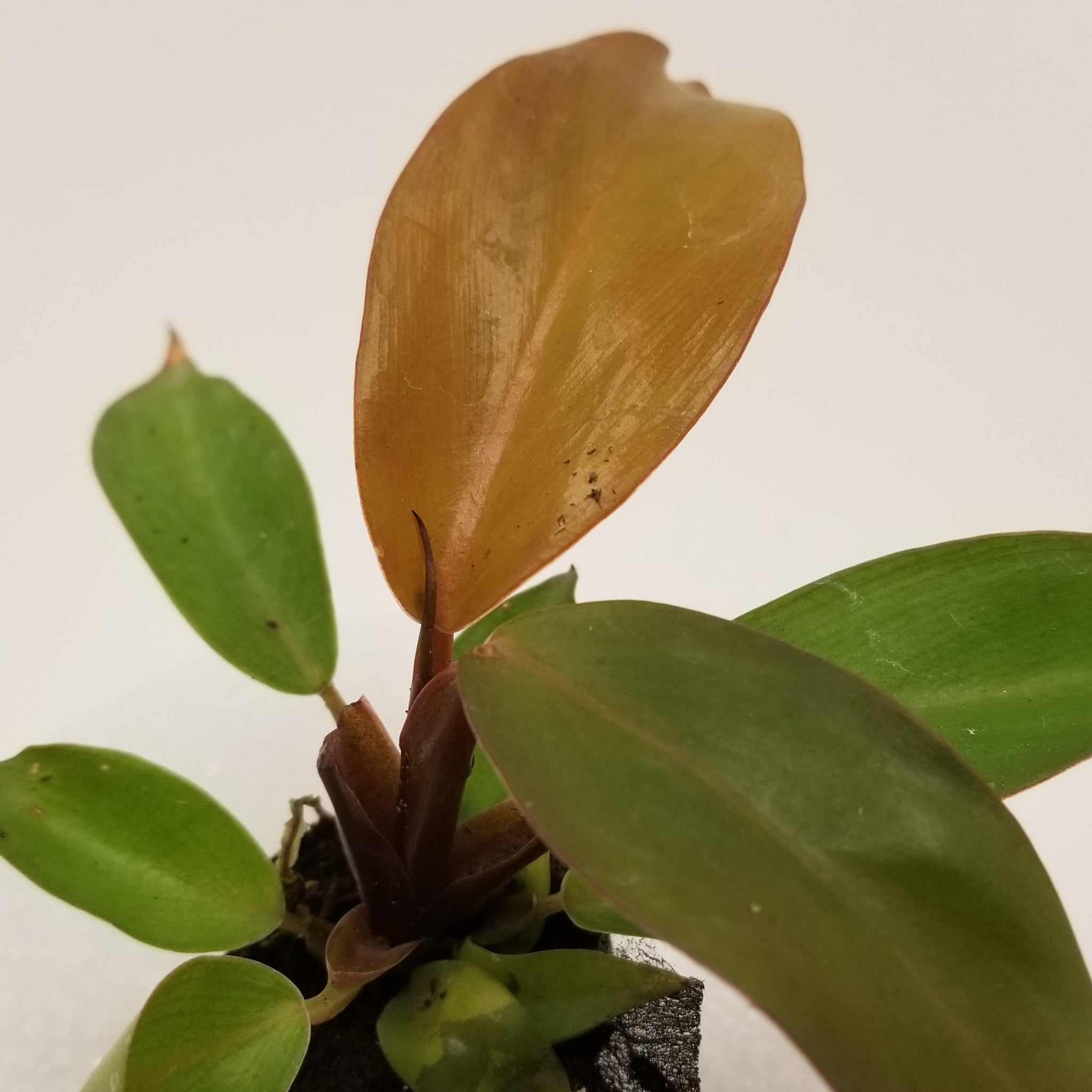 mccolley's finale philodendron vs prince of orange Philodendron McColley's Finale