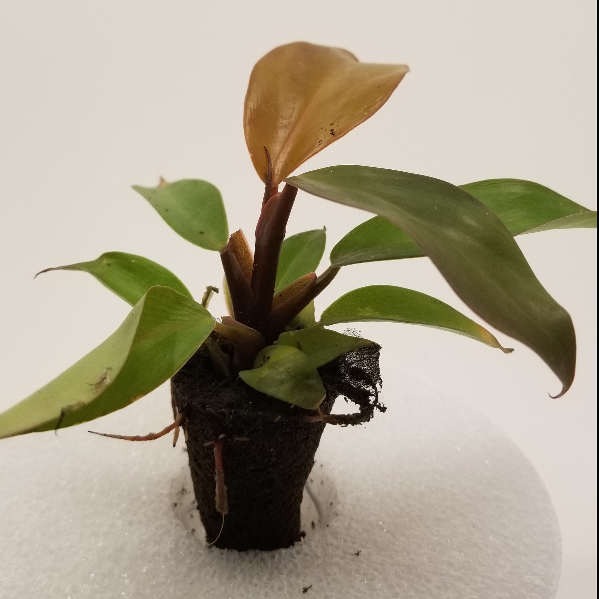 mccolley hybrid philodendron Philodendron McColley's Finale