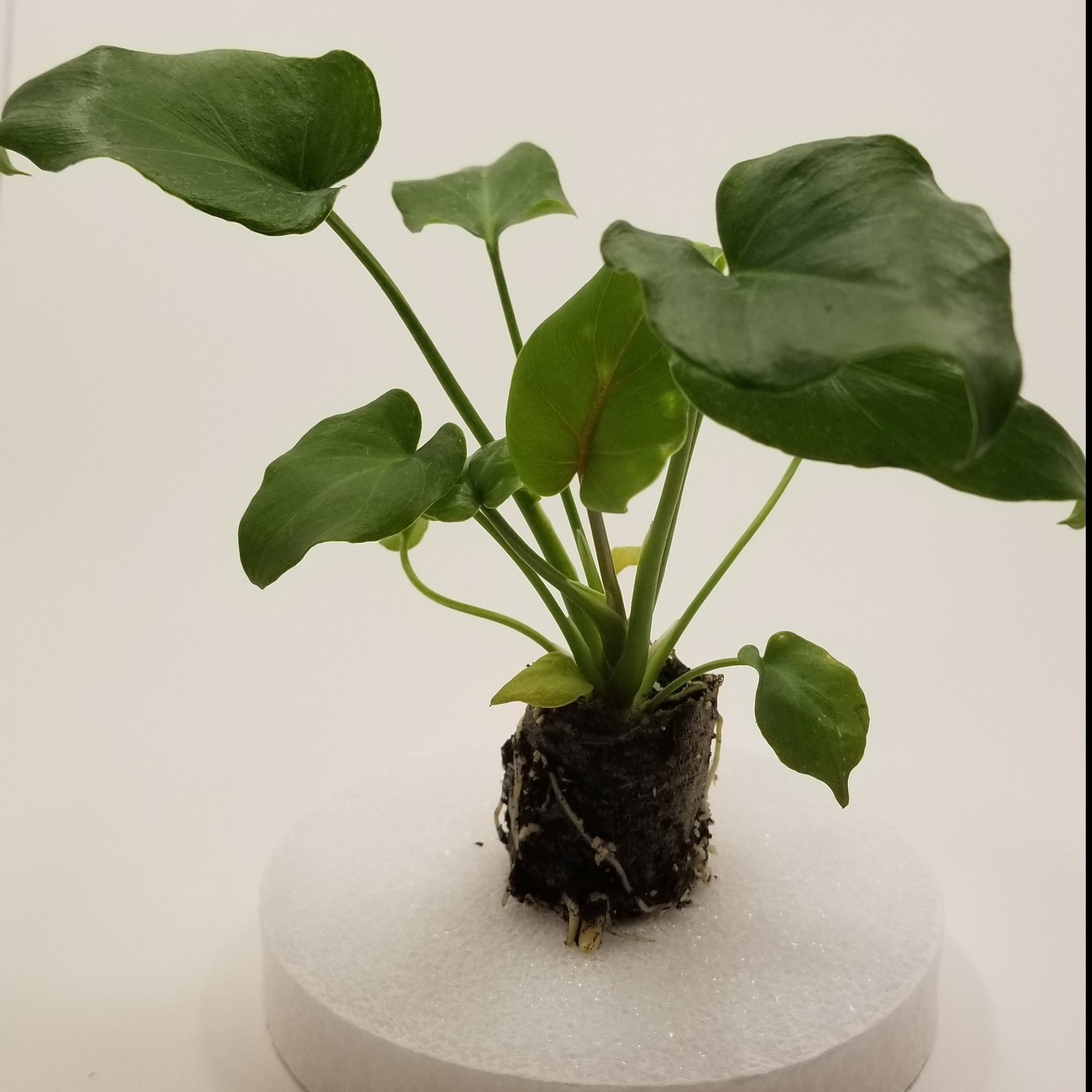 deja vu philodendron Philodendron Deja Vu