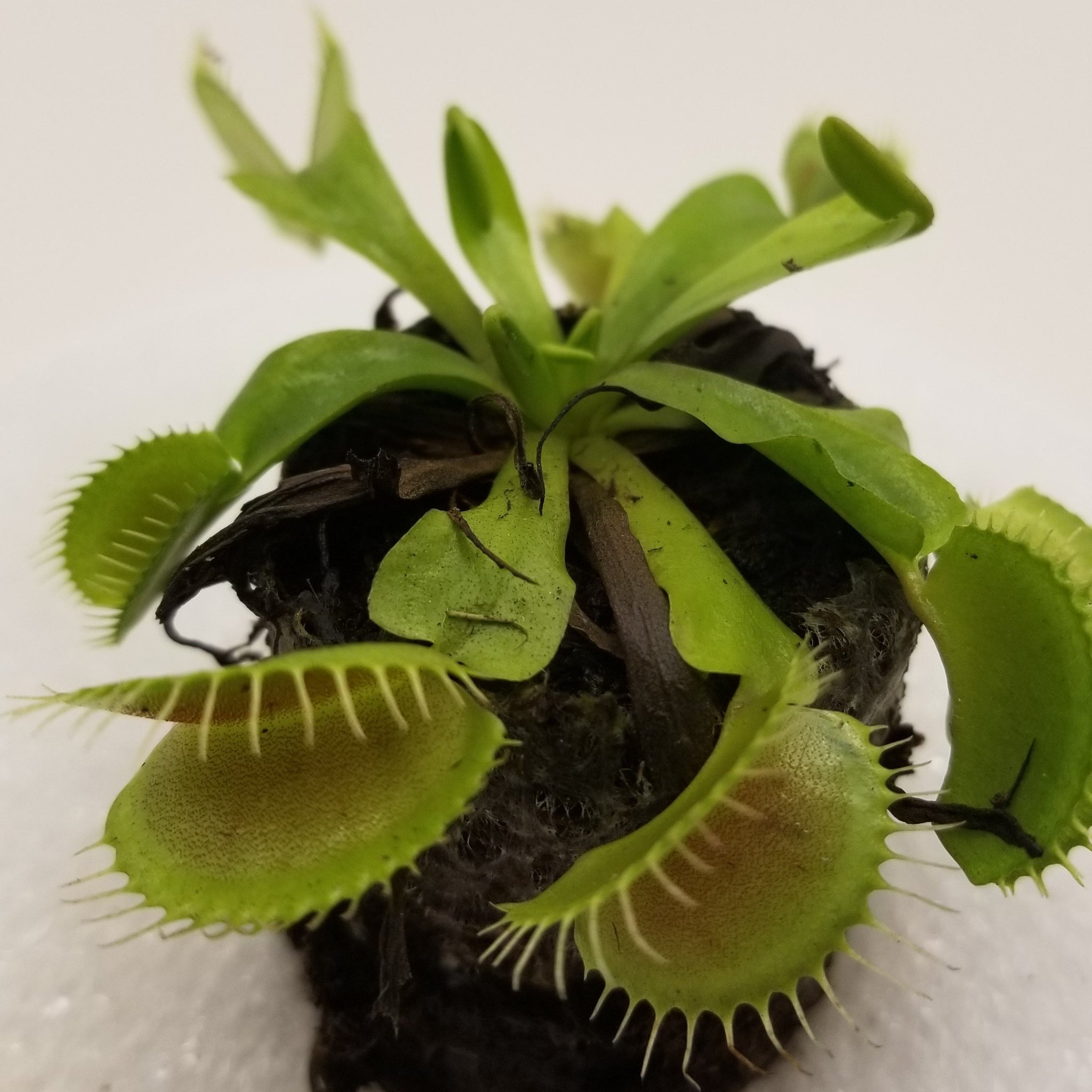 Venus Fly Trap King Henry