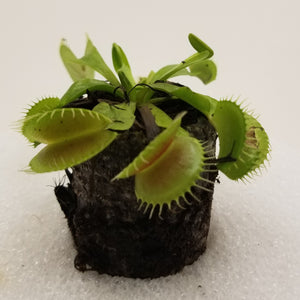 Venus FlyTrap "King Henry"