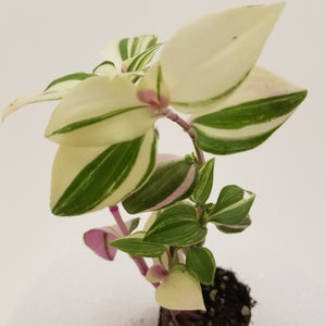 Tradescantia Rainbow Tricolor "Wandering Jew"