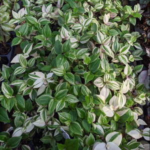 Tradescantia Rainbow Tricolor "Wandering Jew"