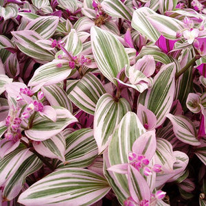 Tradescantia Rainbow Tricolor "Wandering Jew"