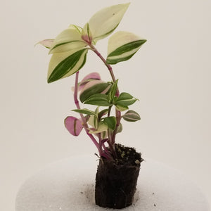 Tradescantia Rainbow Tricolor "Wandering Jew"