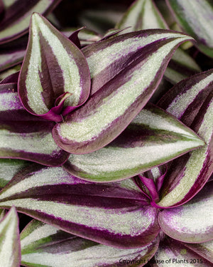 Tradescantia Purple Zebrina "Wandering Jew"