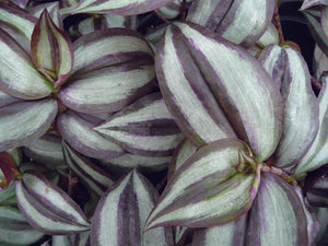 Tradescantia Purple Zebrina "Wandering Jew"