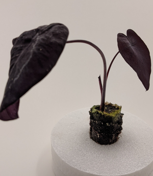 Colocasia Black Sapphire