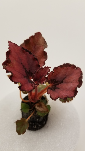 Begonia Rex "Red Robin"