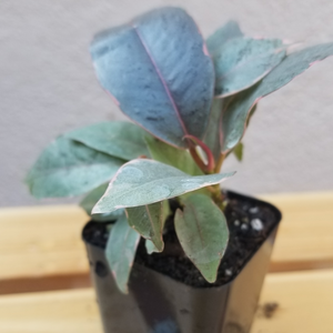 Ficus Elastica Ruby