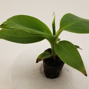 Musa Super "Dwarf Cavendish"