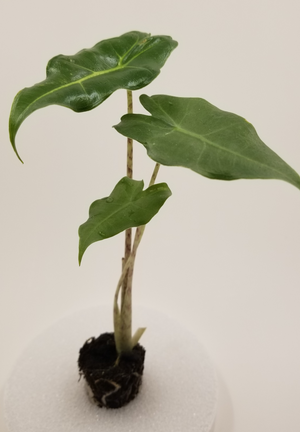 Alocasia Sarian