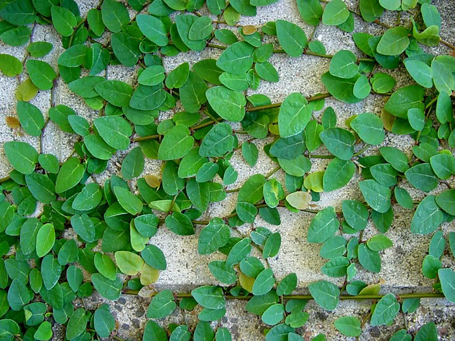 Ficus Pumila