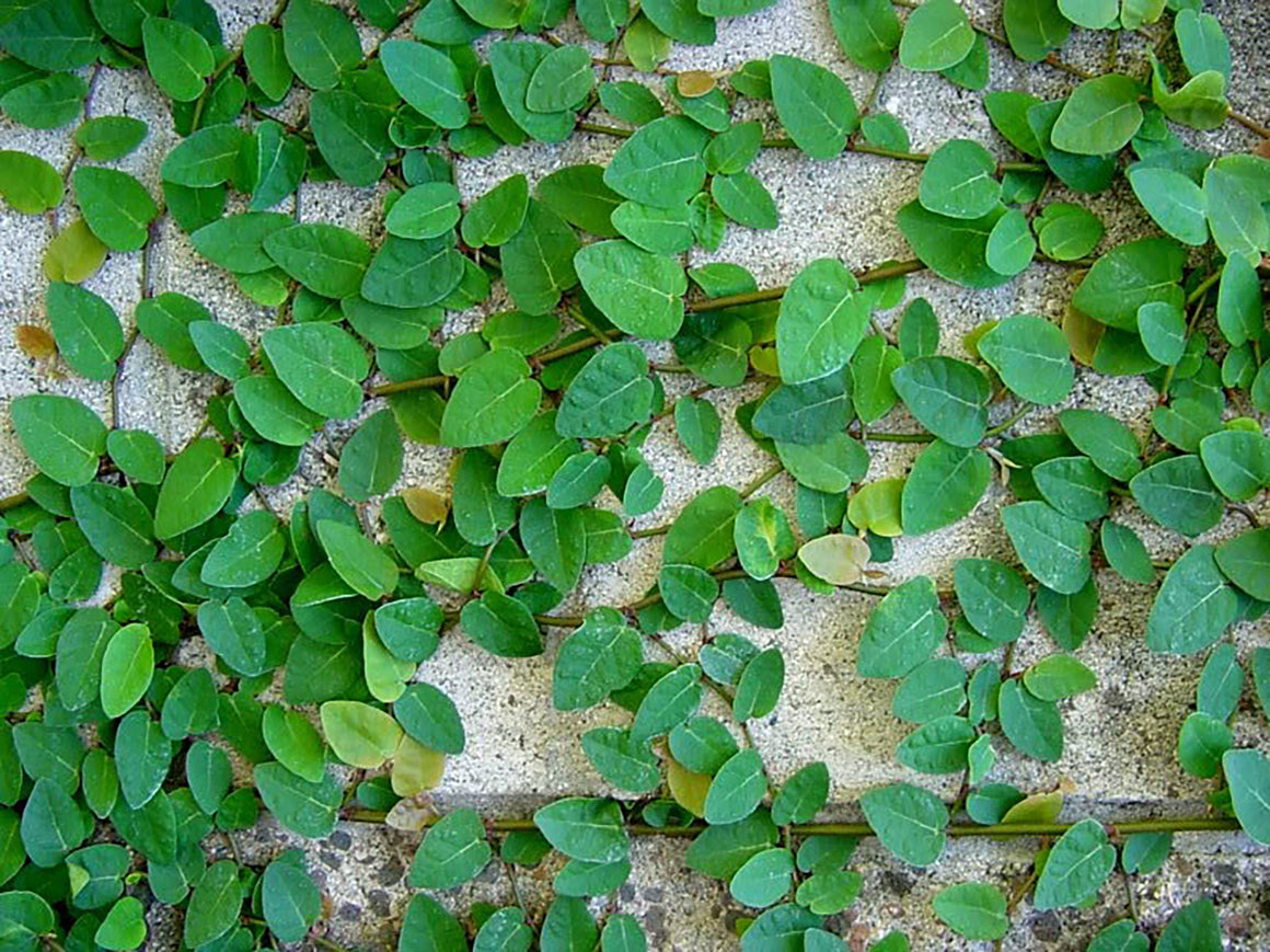 Ficus Pumila